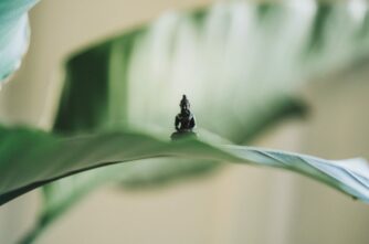 100-H Meridian Yoga Training at manas yoga