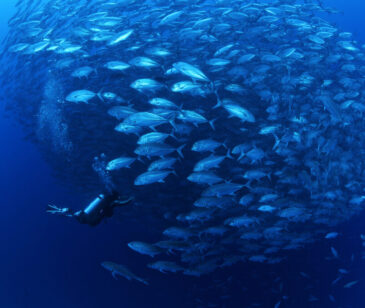 semi final of natures best