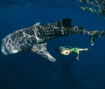 Whale sharks